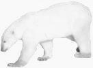 polarbearsmall.jpg